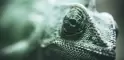 Cameleon